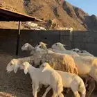 12مقاني فيها3 مواليد