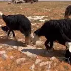 تم البيع خارج الموقع