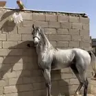 الحصان مايهاب للبيع