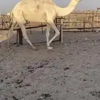 وضحا كفو