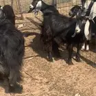 للبيع معزاء عوارض