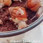 حلزون الافريقي العملاق متوفر تمارا