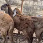 رخال سواكن تيلاد