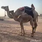 رحول ذلول للبيع طوع وطبعه شرط