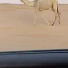 ضريبه وضحاء كفو وبكره باتليه
