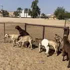 بعم سواكني العدد 10 خرفان بلدي شي فل الفل وشي وسط