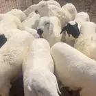 سواكن تربيه شبيه الحري