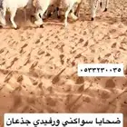 سواكني ورفيدي مرابي 4 شهور