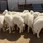بهم حري الذيبيه