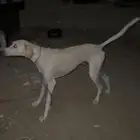 سلق عمره سنتين للبدل بشي طيب