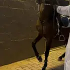 حصان شعبي