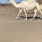 للبيع ناقه لقحه