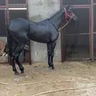 فرس انقليزيه العمر 5 الفرس تطرب الخيال وسبوق ولها كسبات