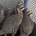 للبيع وبير وشنير لا يجي الا الصامل