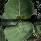 شتلات عنب البحر