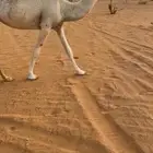 حقه باتليه تلقي اخر الوقت