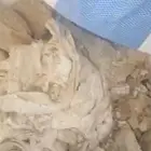 علف عجين ابل