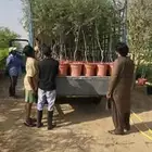 اشجار الغاف الاماراتي ( الغاف الرمادي)