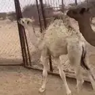 قعود لباني شحم