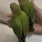 ببغاء روز