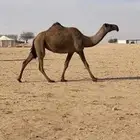 للبيع الناقه الضريبه الكفو