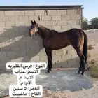 فرس انقليزيه