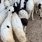 سواكن مرابي شبيه الحري