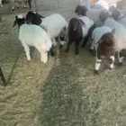 رخال للبيع نعيمي