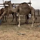 تم اللبيع الله يبارك الشاري