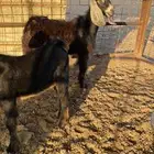 جفره للبيع الموقع الوجه