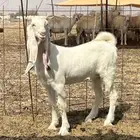 جفره