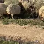 مطلوب غنم نعيم مراح