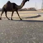 لقحه مجهم متلي قريب