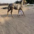 مهره شعبيه فاخره موقعها الافلاج