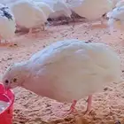 سمان تكساس العملاق