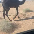 للبيع البكره المجهم