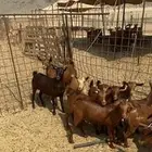 جفار محايليه تاسيس مراح