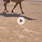 قعود ثني اصفر