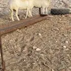 ضان حرش دفع