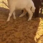 حريه ذبيحه
