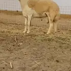 فحل صنف الصنف جذع مشروط (تم البيع )