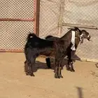 عنزين دفيع ( تم البيع)