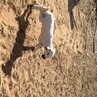 رخل (داغوره)