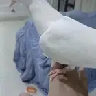 حمام صنعاني هدد نشبهه