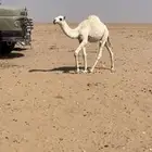 للبيع حشو
