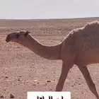 البيع حوار طيب