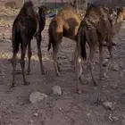 حشو ع الحليب طيبات