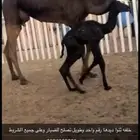 تواصل على الجوال