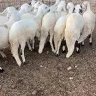 سواكن مرابي شبيه الحري