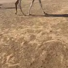 بكره وضحا بداوه